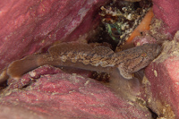Gobiopsis atrata