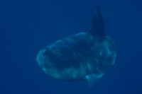 Mola mola