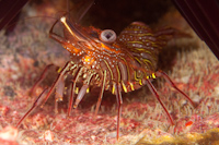 Rhynchocinetes sp.