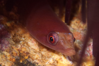 Dellichthys morelandi