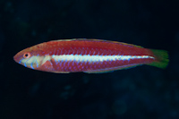 Suezicthys aylingi