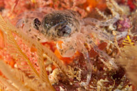 Crab