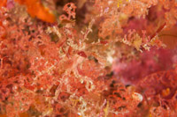 Decorator crab