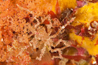 Pycnogonid