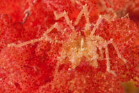 Pycnogonid
