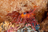 Rhynchocinetes sp.