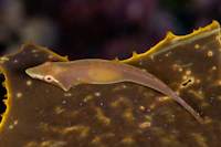 Gastrocyathus gracilis