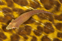 Gastrocyathus gracilis