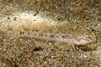 Favonigobius exquisitus