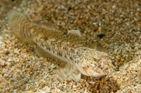 Favonigobius exquisitus