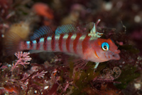 Notoclinops segmentatus