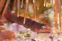 Dellichthys morelandi