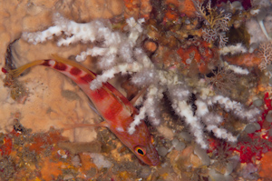 Oculina virgosa