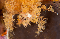 Crab