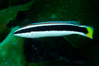 Coris picta