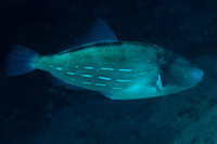 Thamnaconus analis