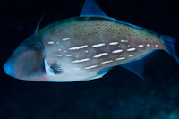 Thamnaconus analis