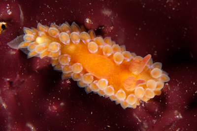 Caldukia rubiginosa