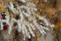 Oculina virgosa