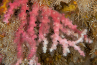 Oculina virgosa