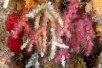 Oculina virgosa