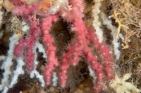 Oculina virgosa