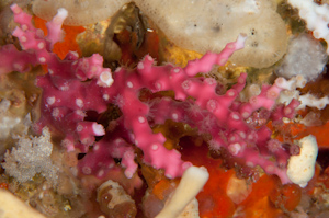 Oculina virgosa