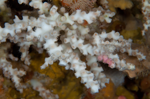 Oculina virgosa