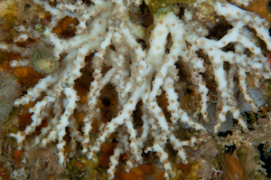 Oculina virgosa