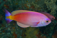 Callanthias australis