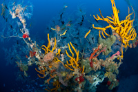 Black coral