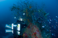 Black coral