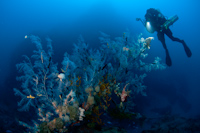 Black coral
