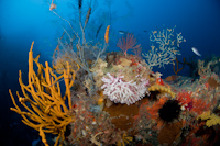 Black coral