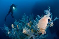 Black coral