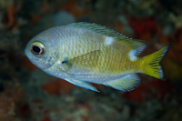 Chromis abyssicola