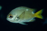 Chromis abyssicola