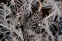 Chromis abyssicola