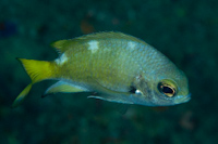 Chromis abyssicola