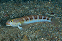 Parapercis nigrodorsalis