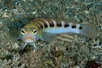 Parapercis nigrodorsalis