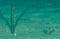 Gorgasia japonica