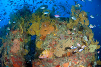 Black coral
