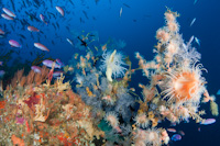 Black coral