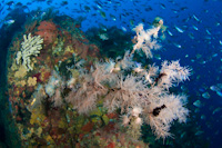 Black coral