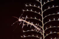 Skeleton shrimp