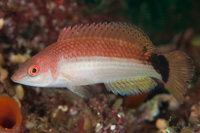 Pseudolabrus miles