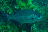 Kyphosus sydneyanus