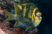Parma polylepis