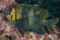 Parma polylepis
